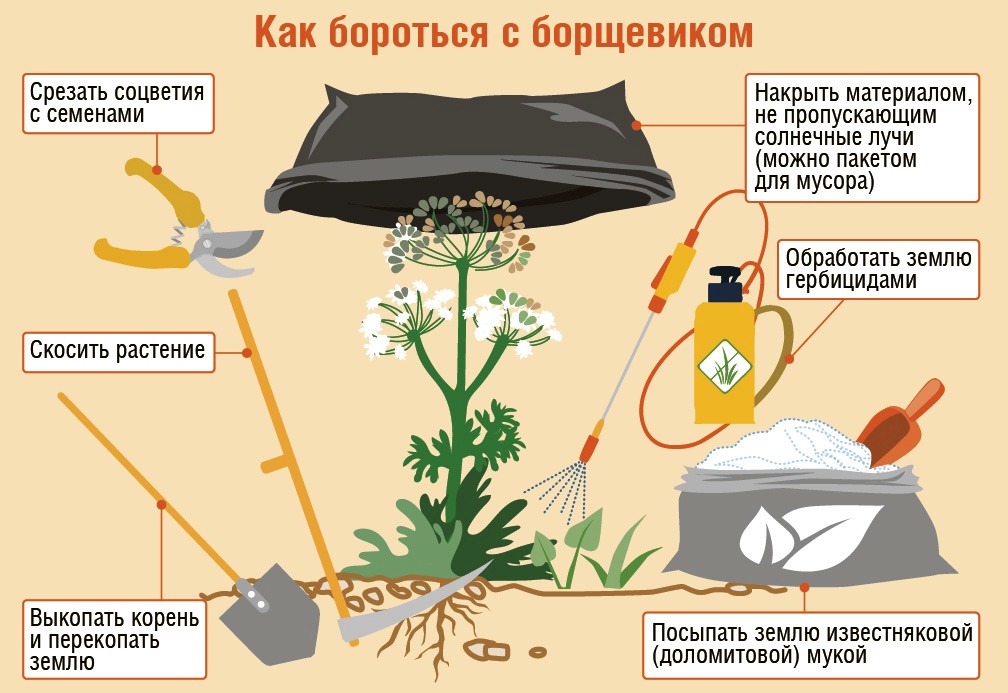 Как некоторые умельцы научились извлекать пользу из борщевика Сосновского