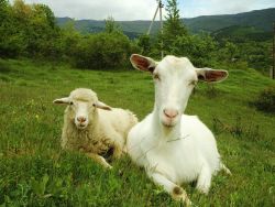  овец и коз